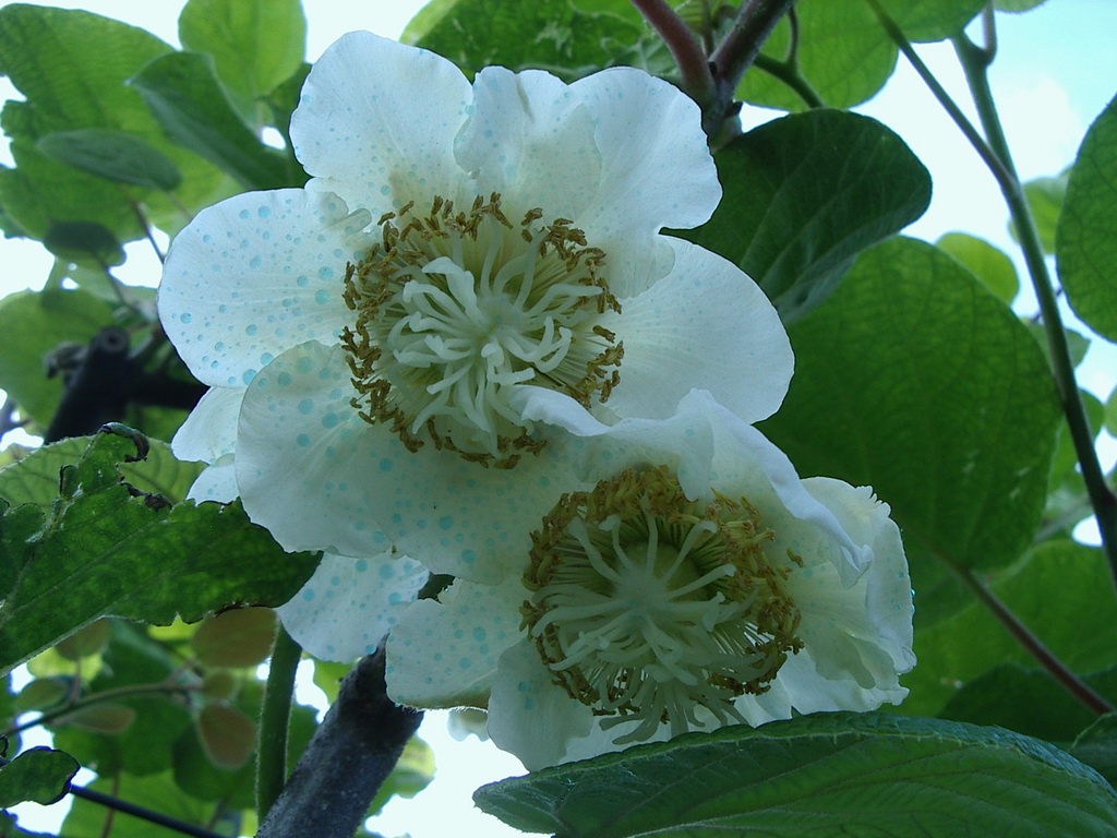 Fiore in germoglio Kiwi