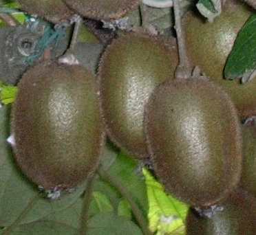 Frutti Kiwi ben sviluppati
